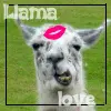 Llama love