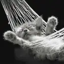kitten takin life easy