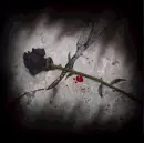 rosa negra