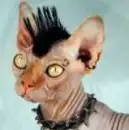 kitty cat! hehe