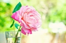 A Flower's Soul