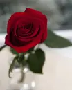 Rose for you