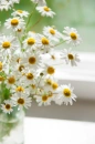 Chamomiles