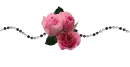 Pink Roses & Black - div - spring