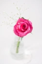 A single rose