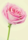Love rose
