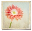 Soft Gerbera