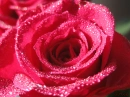 Sparkling Rose