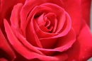 RedRose