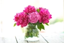 Pink Peonies