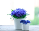 Blue Flowers