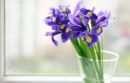 Purple Iris