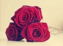 Red Beauties