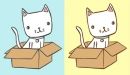 box cat