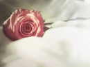 Soft Rose