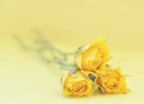Yellow Roses