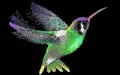 Hummingbirds