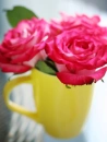 Colourful Roses