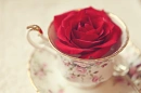 Red Roses