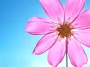 Backgrounds Pink Flower