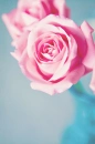 Pink Rose