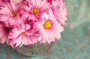 Bouquet of Daisies