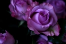 A rose for you..