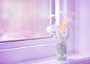 Purple morning