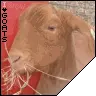 I <3 Goats