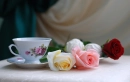 Sweet tea Roses