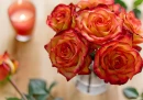 Orange Roses