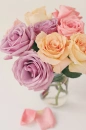 Colourful Roses