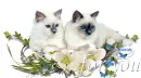 Glitter Graphics Cats and flowers