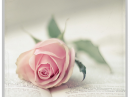 Pink Rose