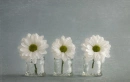 Daisies