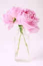 Beautiful flowers