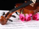 Pink Roses with Violin