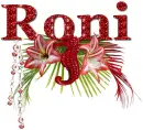 Red Sea horse - Roni