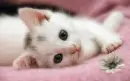 Kitten