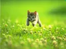 Kitten