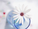 Blu cup