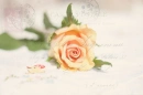 Text Rose