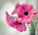 Hot pink
