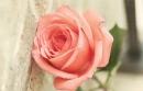 Vintage rose