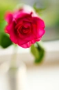 Pink Rose