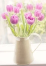 Pink Tulips