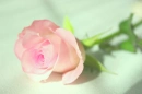 Pink Perfection