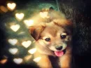 Heart puppy