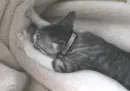 cat making bread