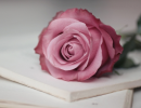 Pink Rose